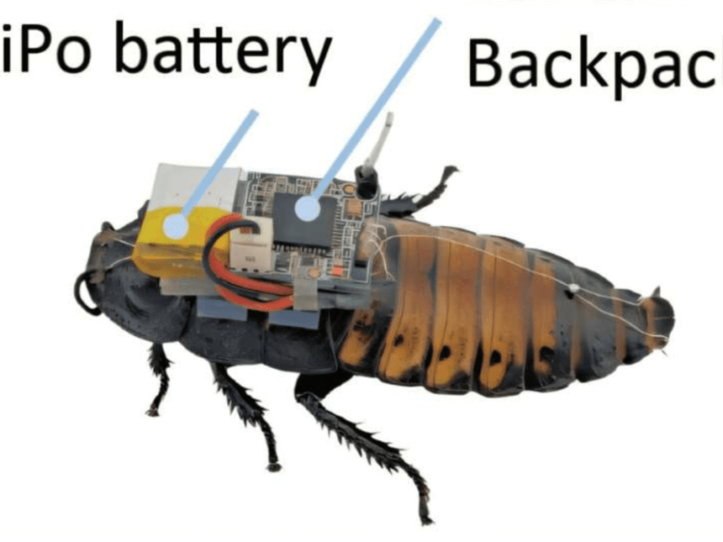 Sibernetik Böcek Sürülerini Kontrol Eden Gelişmiş Teknoloji Geliştirildi
